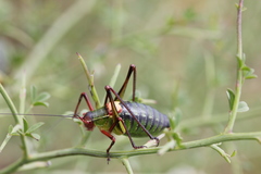 Barbitistes fischeri