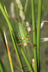 Barbitistes fischeri