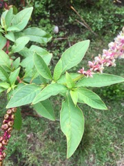 Phytolacca heterotepala image