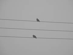 Streptopelia tranquebarica