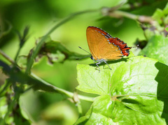 Heliophorus