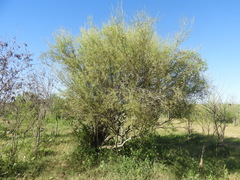 Nectandra angustifolia