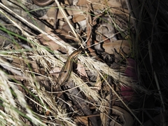 Pseudemoia pagenstecheri