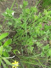 Dyschoriste burchellii