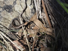 Pseudemoia pagenstecheri