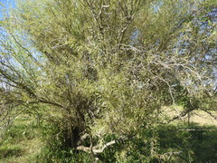 Nectandra angustifolia