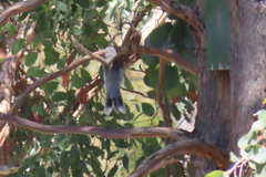 Coracina novaehollandiae