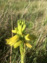 Orthochilus rutenbergianus