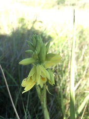 Orthochilus rutenbergianus