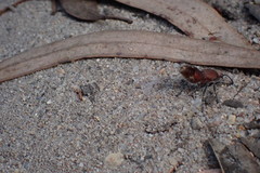 Ephutomorpha ferruginata