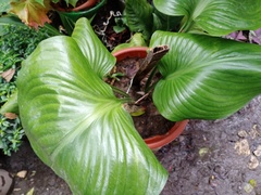 Hosta sieboldiana