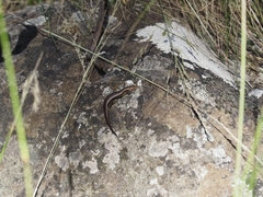 Pseudemoia pagenstecheri