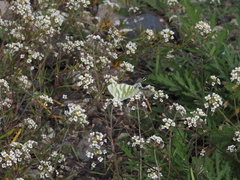 Euchloe grancanariensis