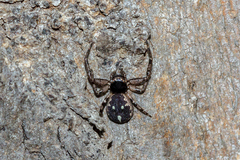 Tharpyna campestrata