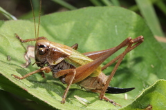 Zeuneriana abbreviata