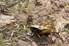 Zeuneriana abbreviata