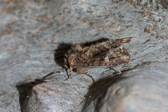 Neumichtis saliaris