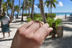 Sphaerodactylus difficilis