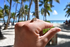Sphaerodactylus difficilis