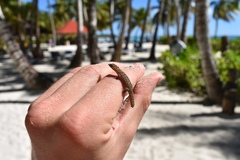 Sphaerodactylus difficilis