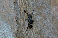 Polyrhachis phryne