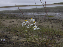 Tripleurospermum hookeri