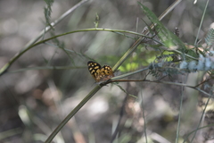 Heteronympha paradelpha