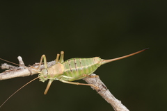 Ephippiger terrestris