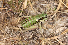 Anonconotus