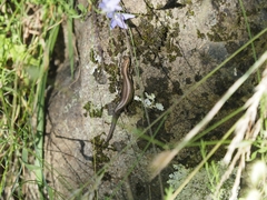 Pseudemoia pagenstecheri