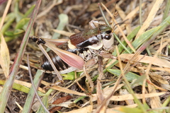 Anonconotus