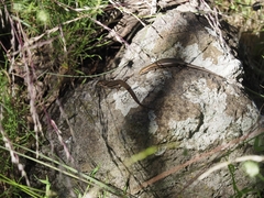 Pseudemoia pagenstecheri