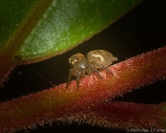 Prostheclina pallida