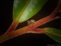 Prostheclina pallida