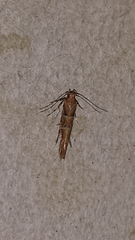 Anatrachyntis rileyi