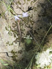 Pseudemoia pagenstecheri