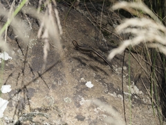 Pseudemoia pagenstecheri