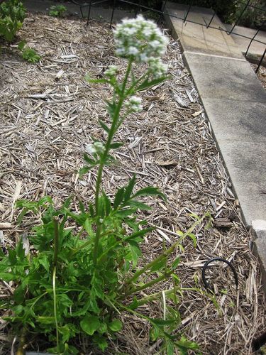 Anise