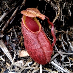 Nepenthes pectinata