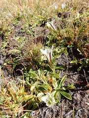 Gentiana newberryi