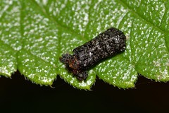 Octotoma scabripennis