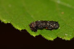 Octotoma scabripennis