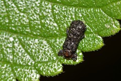 Octotoma scabripennis