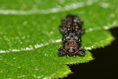 Octotoma scabripennis