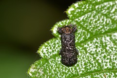 Octotoma scabripennis