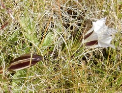 Gentiana newberryi