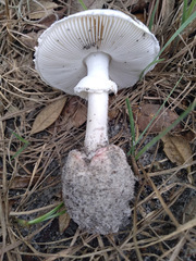 Amanita mutabilis image
