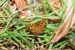Oreixenica kershawi