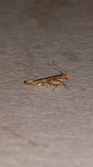 Anatrachyntis rileyi