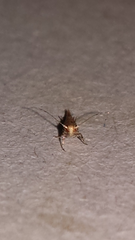 Anatrachyntis rileyi